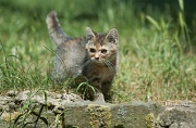 BRITISH SHORTHAIR C009